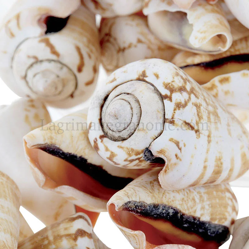 Detalle Bote Caracolas Naturales